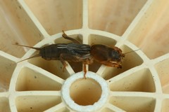 Gryllotalpidae