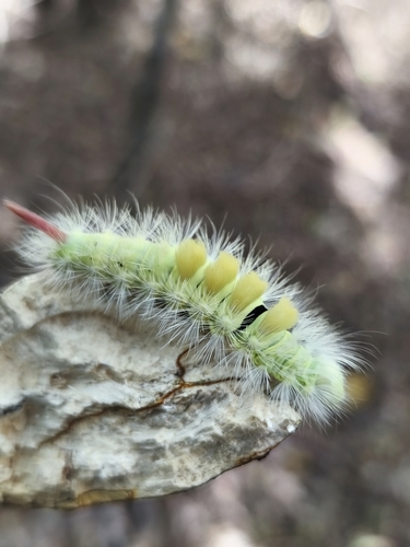 Pale Tussock Moth