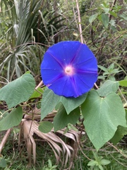 Ipomoea indica