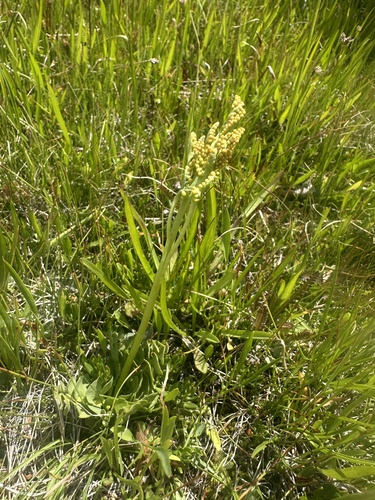 Botrychium simplex, 2026-07-20