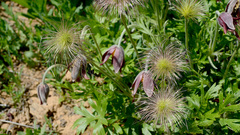 Pulsatilla cernua