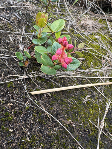 Gaylussacia brasiliensis, 2026-10-06