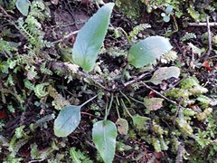 Asplenium lepidotum