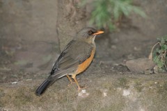 Turdus abyssinicus