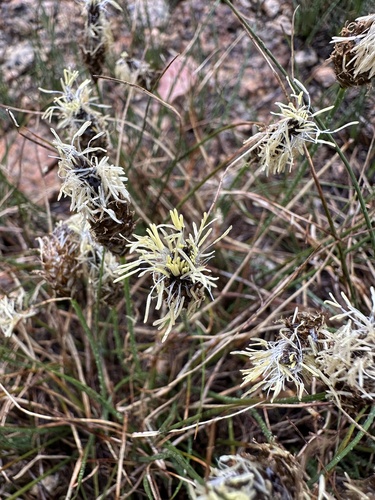 Carex breweri observed 2026-07-20