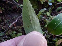 Asplenium lepidotum