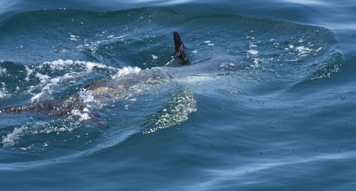 Atlantic White-sided Dolphin photographed in Maine