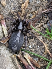 Herpyllus ecclesiasticus