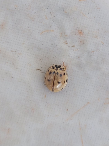 Ashy Gray Lady Beetle