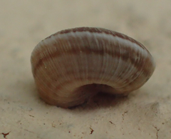 Cernuella cisalpina