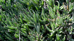 Lampranthus spectabilis