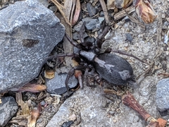 Herpyllus ecclesiasticus