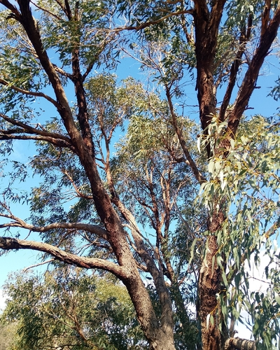 Eucalyptus gomphocephala observed 2026-10-05