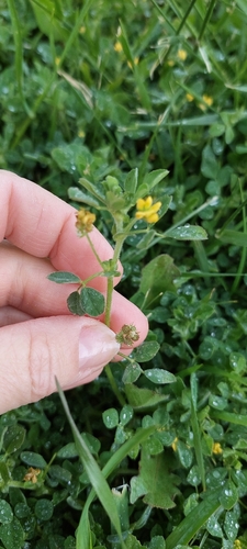 Medicago minima observed 2026-10-08