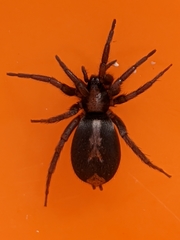 Herpyllus ecclesiasticus