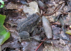 Anaxyrus americanus charlesmithi