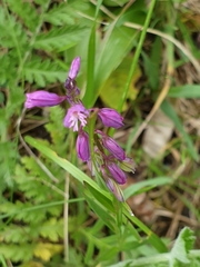 Polygala comosa