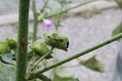 Oxycarenus hyalinipennis