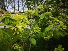 Ulmus glabra