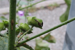 Oxycarenus hyalinipennis