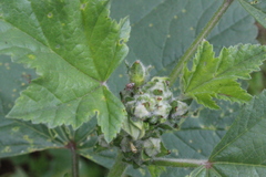 Malvapion malvae
