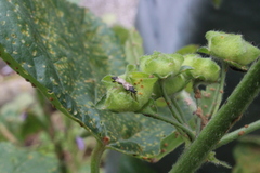 Oxycarenus hyalinipennis