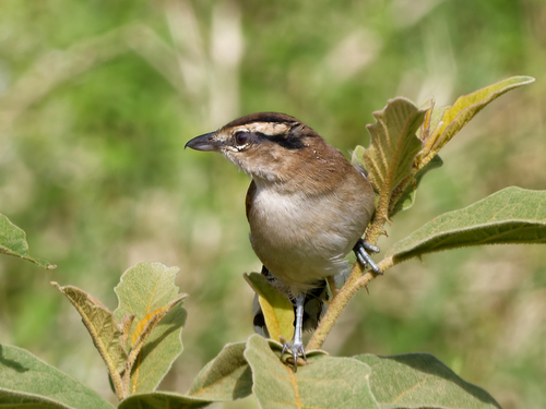 iNaturalist image