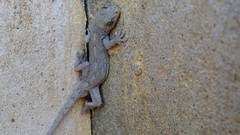 Gekko japonicus