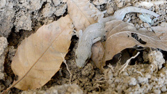 Gekko japonicus