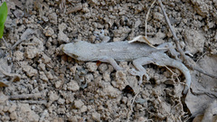 Gekko japonicus