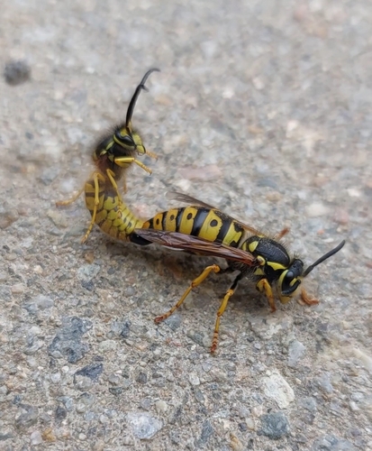 German Yellowjacket
