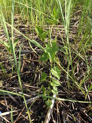 Actinostemma tenerum