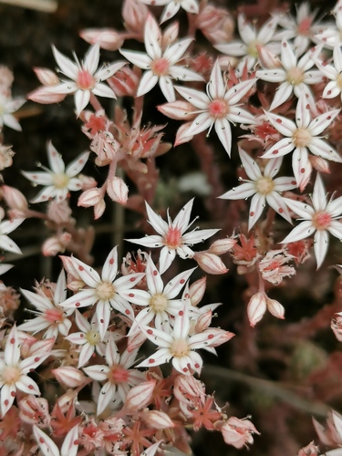 rozchodník španielsky (Sedum hispanicum)