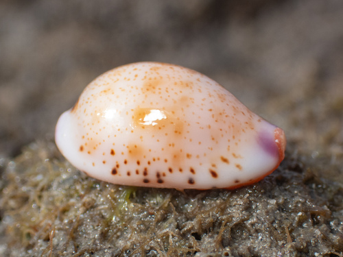 Cypraea hammondae observed 2026-10-08