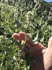 Malacothamnus marrubioides