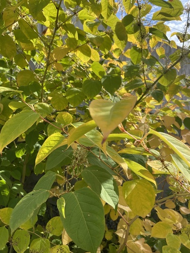 Japanese knotweed