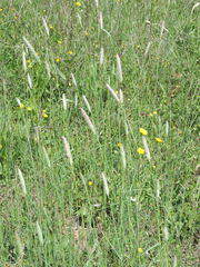 Phalaris coerulescens