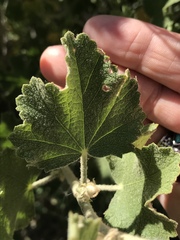 Malacothamnus marrubioides