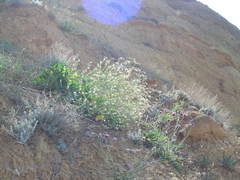 Crambe koktebelica