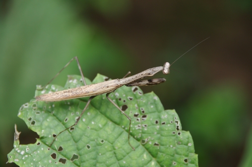 Asian Jumping Mantis