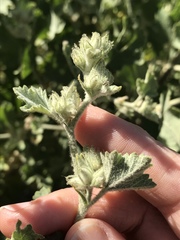 Malacothamnus marrubioides