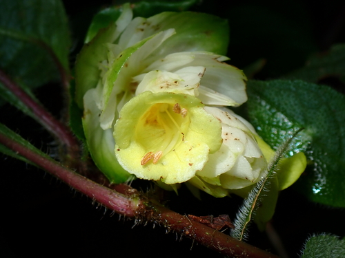 Strobilanthes calycina observed 2026-09-18