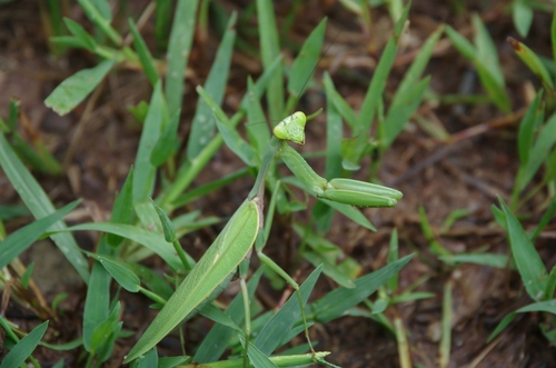 Chinese Reddish Mantis