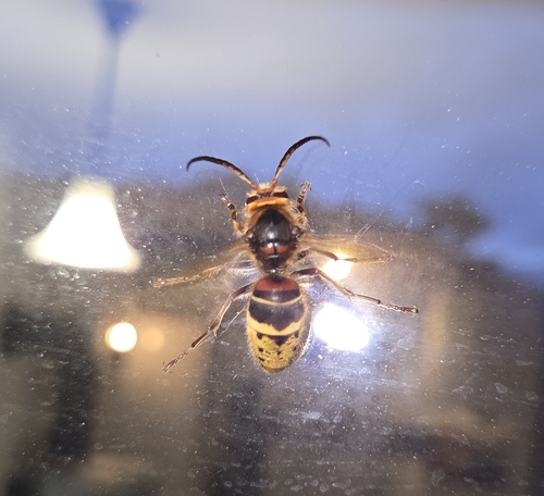 European Hornet