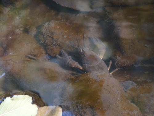 European Crayfish
