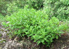 Solidago drummondii