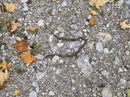 Smooth Snake