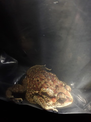 Duttaphrynus melanostictus