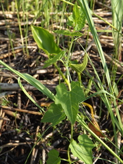 Actinostemma tenerum