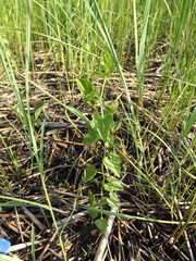 Actinostemma tenerum